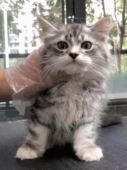 笔记灵感  如果你觉得缅因太贵又喜欢他的样子那就养一只美短高地吧