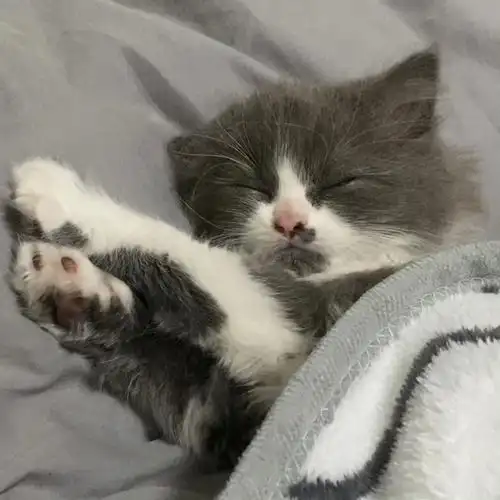 蓝猫跟布偶混血小猫咪