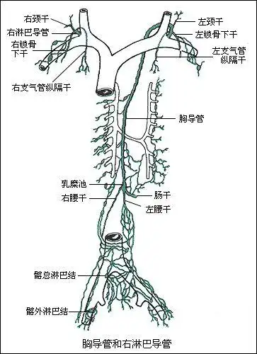 乳糜胸病因病理【胸导管解剖】 在  正常情况下,除右上肢和头颈部外