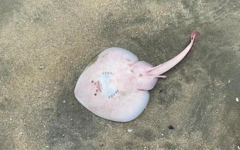 大风过后在海滩上发现了一只小可爱鳐鱼宝,还是活的把它放回大海了