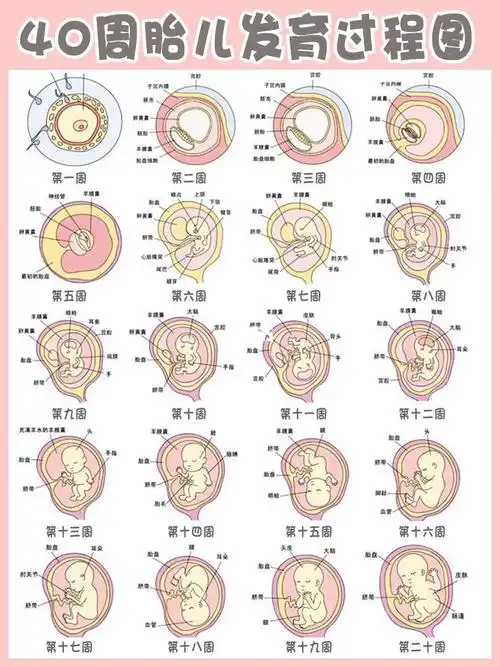 40周胎儿发育过程图75及每周注意事项_胎儿_孕期日记_怀孕_孕期