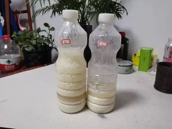 自然发酵之轻松喂养神奇的酵母菌11菌种