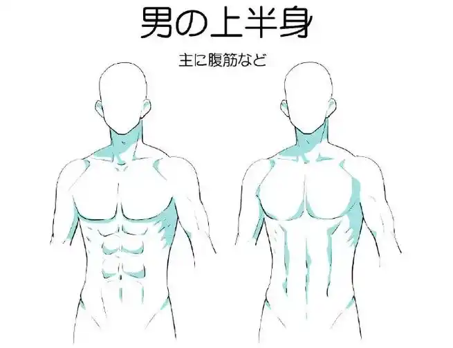 绘画参考#分享 男性肌肉绘制参考 画师季月エル  - 抖音