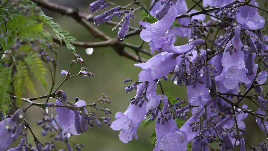 蓝花楹图片高清410