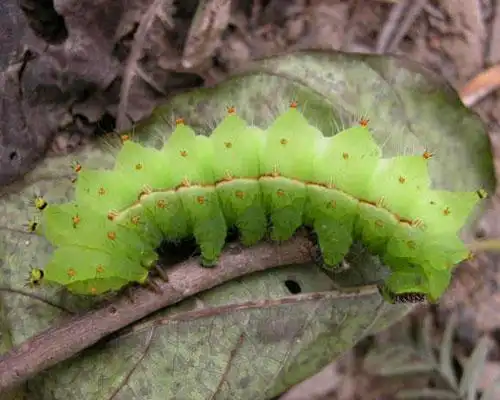 绒蚧中国槐蚜樟叶螨樟叶蜂樟褐圆盾樟巢螟云蝽若虫榆叶蜂成虫榆球蜡