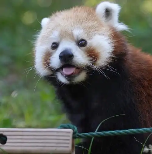 但小熊猫也是猛兽哦~是国家二级保护动物75不论有多可爱,也要保持