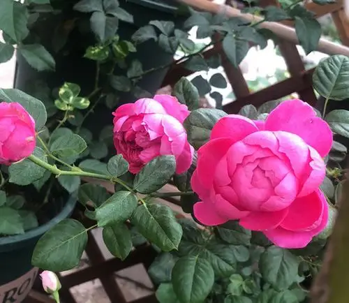 蔻丹shining rigina