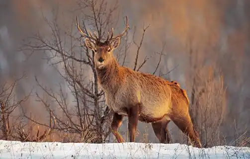 马鹿-内蒙古白音敖包沙地云杉国家级自然保护区(摄影 陈冯晓)