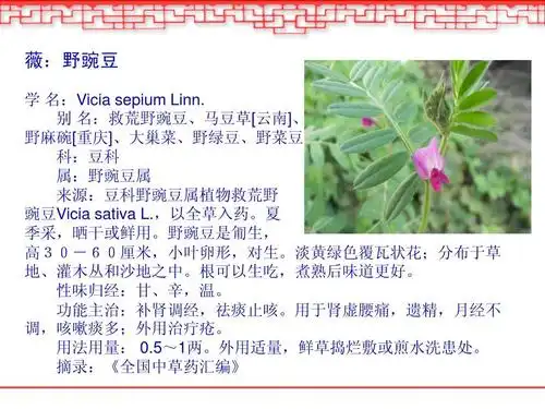 别 名:救荒野豌豆,马豆草[云南], 野麻碗[重庆],大巢菜,野绿豆,野菜