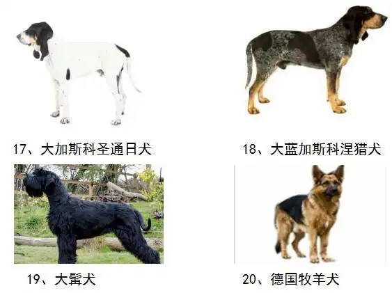 简单直观德州禁养犬图鉴