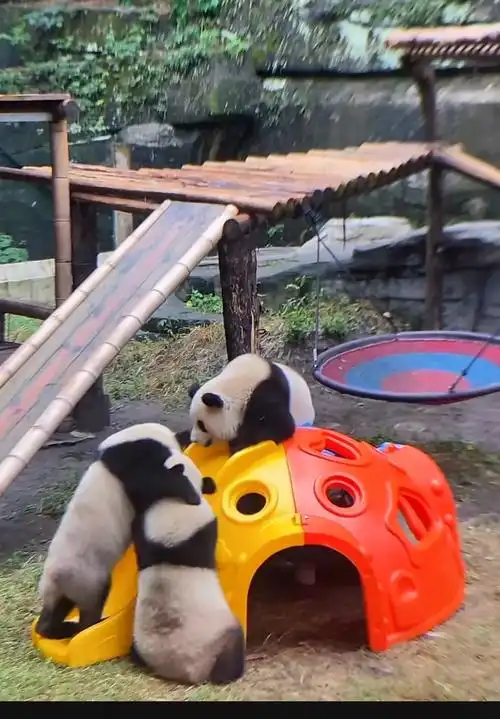 辰居居是真的可爱06圆滚滚和花花是真的般 - 抖音