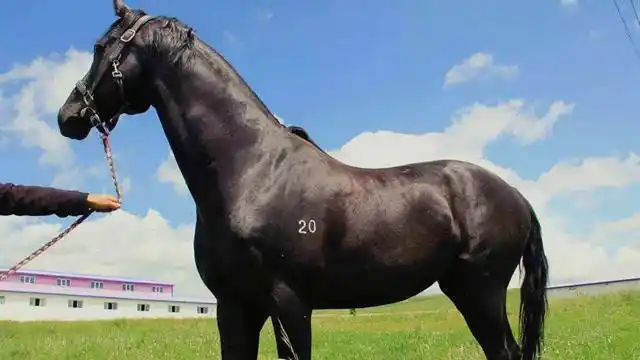 世界上体型最大的马,身高可达3米6,可轻松拉起70个成年人