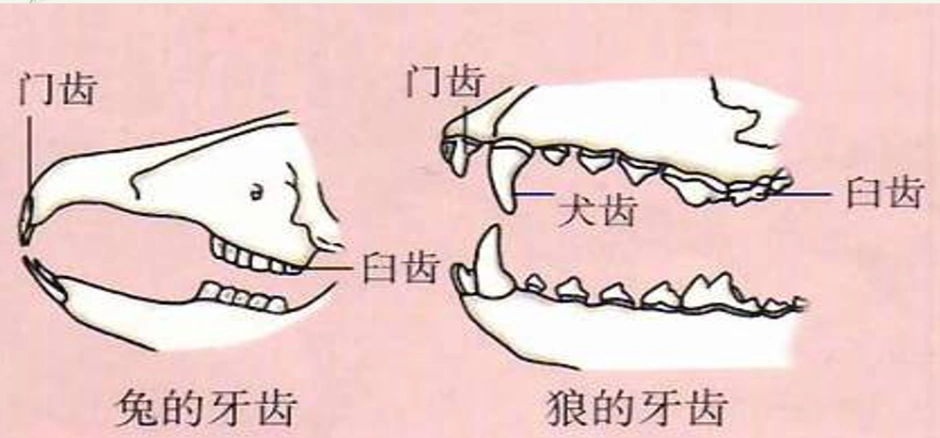 昆24中生物组唐晨睿老师公开课——哺乳动物