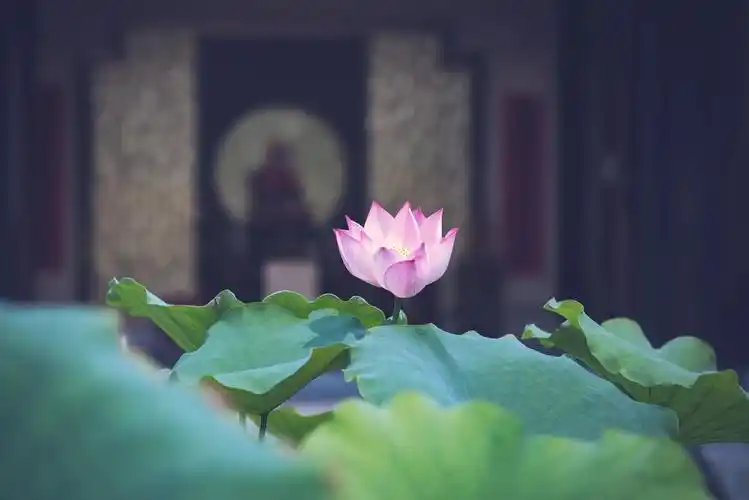 静心使人明智躁动使人不安