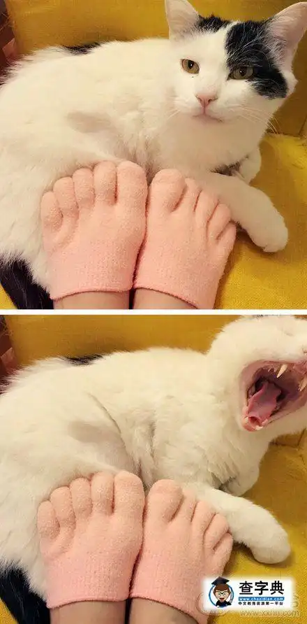 笑话 搞笑图片 主人你这脚辣眼睛查看全部