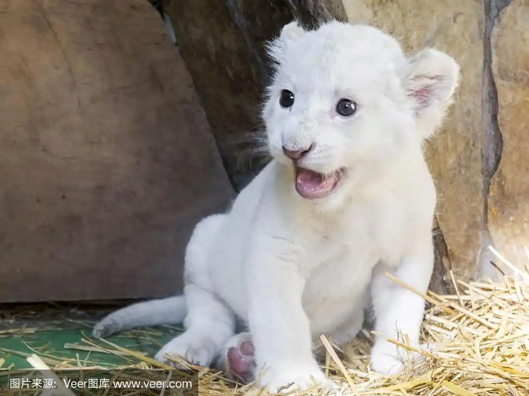南非白狮子幼崽