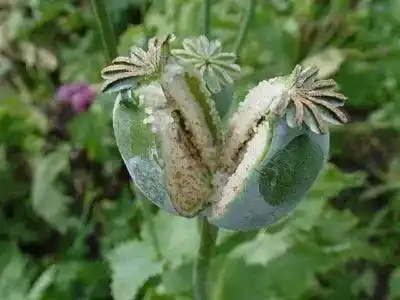 识毒课堂今天我们一起来认识一下罂粟