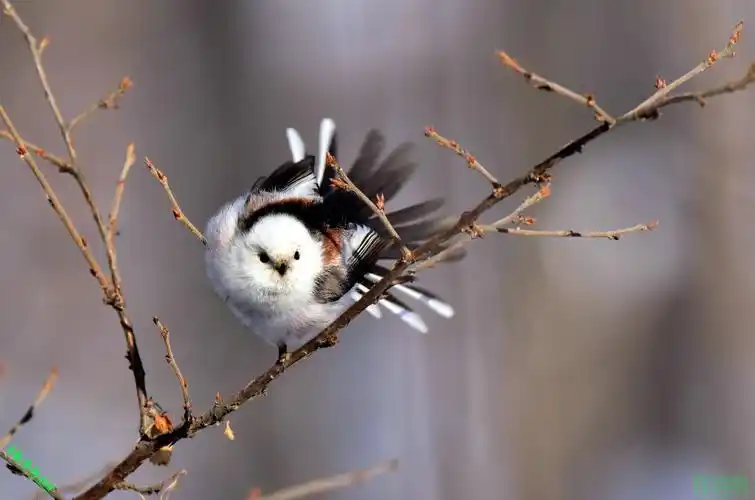 豪哥街拍# ——元旦邂逅的小可爱们——北国小城明珠二龙山里的精灵