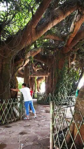 盘根错节,整个林子的枝枝蔓蔓全部都连在一起,说是一棵树还是一家子呢