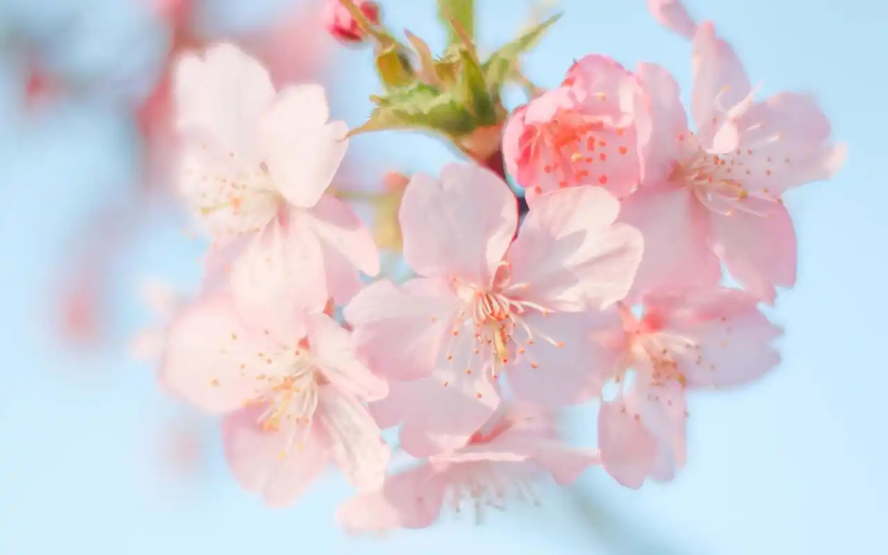 小清新唯美图片桌面壁纸~~为你的桌面换上一张干净清新简约的壁纸吧!