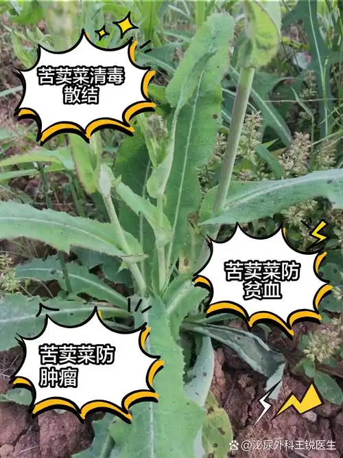 苦荬菜的功效与作用 姐妹们有没有发现,咱们平时吃的野菜里竟然藏着大