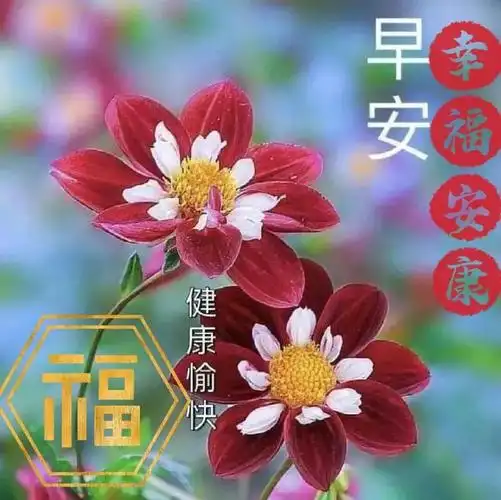 早安图片早安祝福图片问候语录暖心的问候语温馨祝福