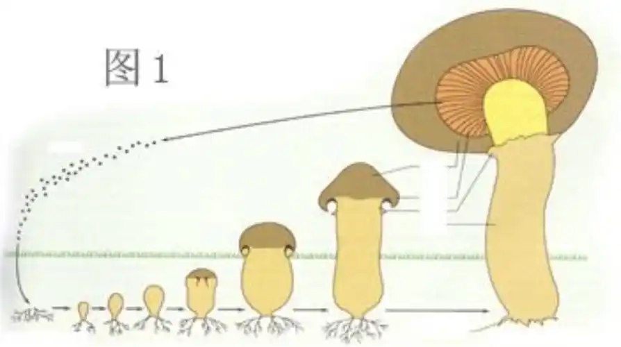 【文明实践】蘑菇知多少——城南实小三八班蒲公英中队