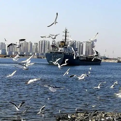 春天来了,2021第一游塘沽老码头看海鸥.