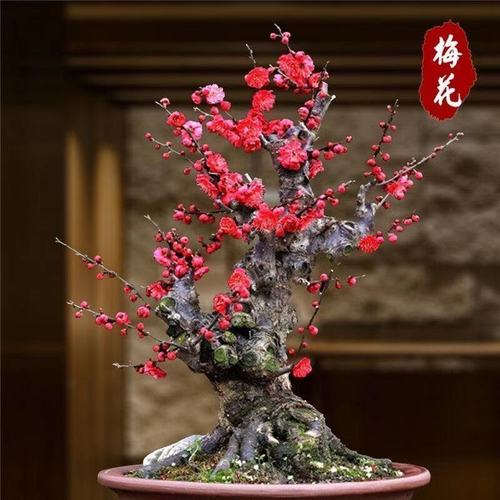 四季开花梅花盆栽地栽盆景树苗浓香红梅腊梅腊梅花卉绿植耐寒植物