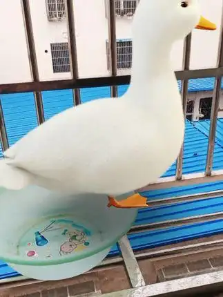 我家下雪下了一只小白鸭78