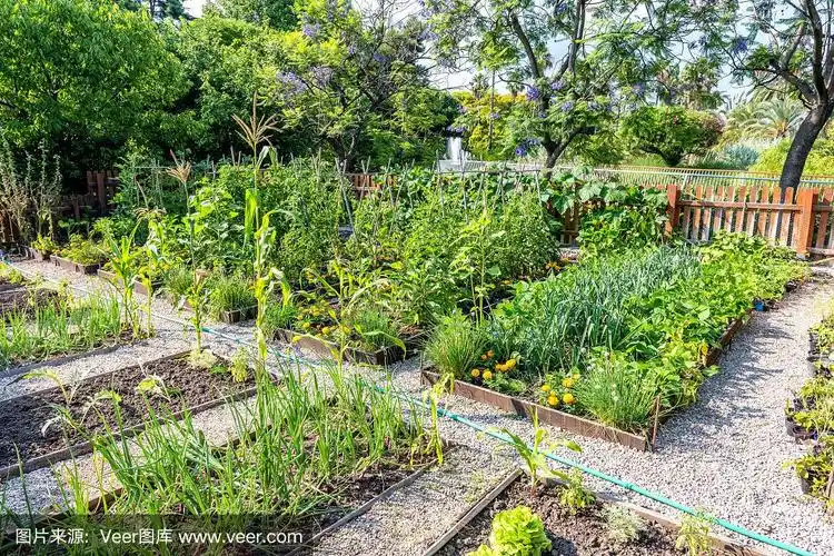 户外菜园