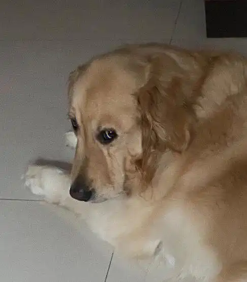 金毛子为什么这么多表情包啊