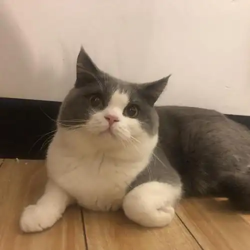 英短蓝白找新家坐标越秀自家养包健康