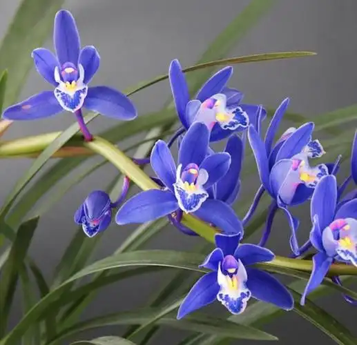 很好名贵兰花蓝宝石花色罕见香味不输香水自带仙气很好养