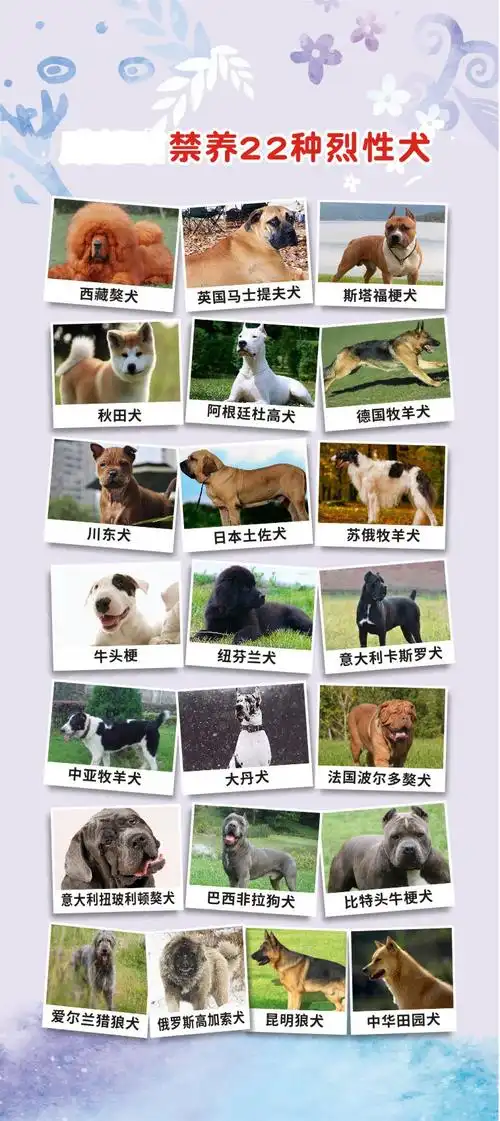 上海禁养犬名单有秋田犬吗