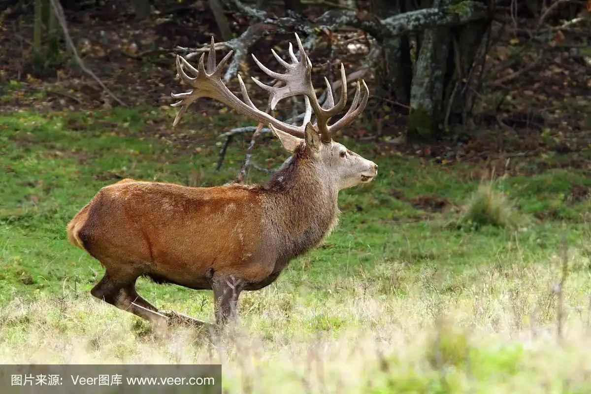 大马鹿在空地上