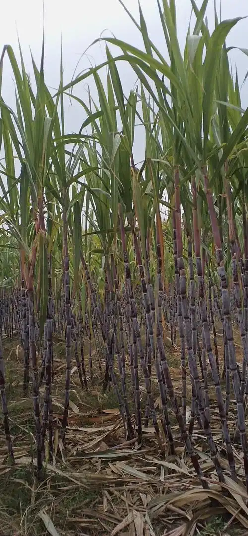 游甘蔗林 - 简书