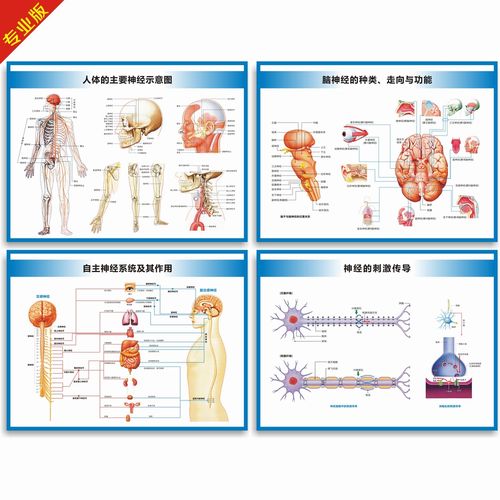 神经系统构造图脊神经自主脑神经细胞运动感觉神经解剖图医学挂图