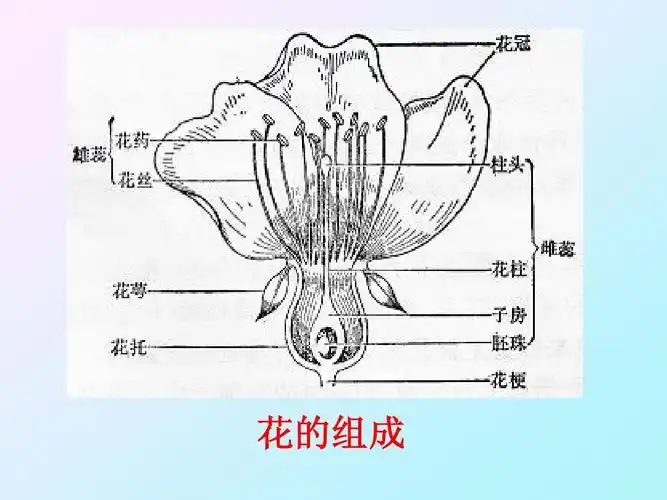 [药用植物学课件]-7植物器官花ppt