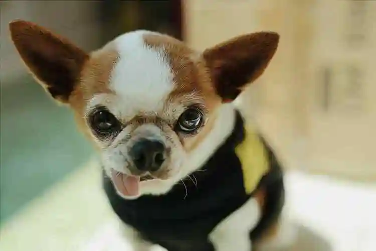 吐舌头卖萌的可爱吉娃娃桌面壁纸