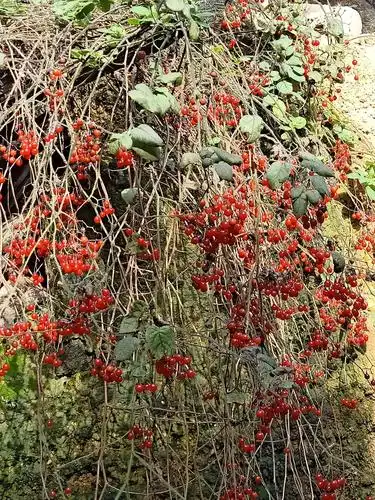 其它 【植物观赏】白英(土名叫胡毛藤) 摄于20190