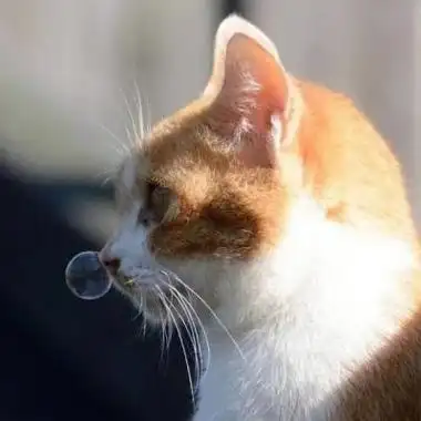 可爱小猫咪 头像_微信头像_我要个性网