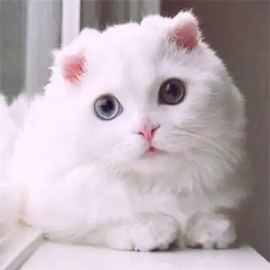 好看的微信猫咪头像超可爱2022 超卖萌猫咪个性微信头像-可爱头像