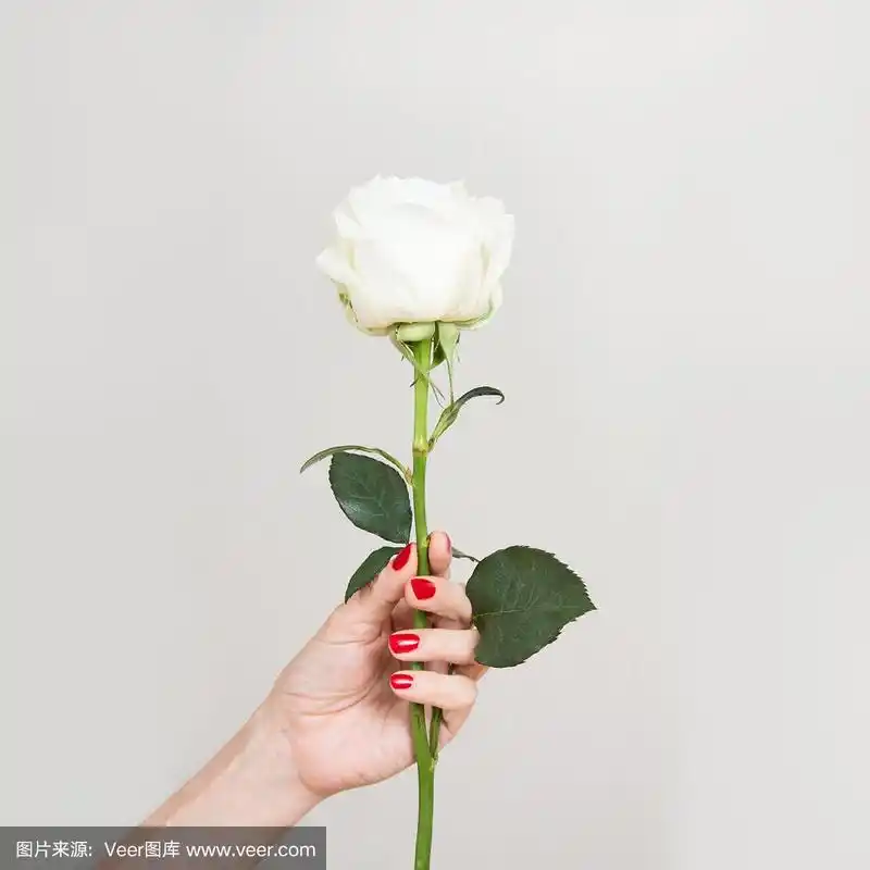 女人手里拿着一朵白玫瑰.关闭了.