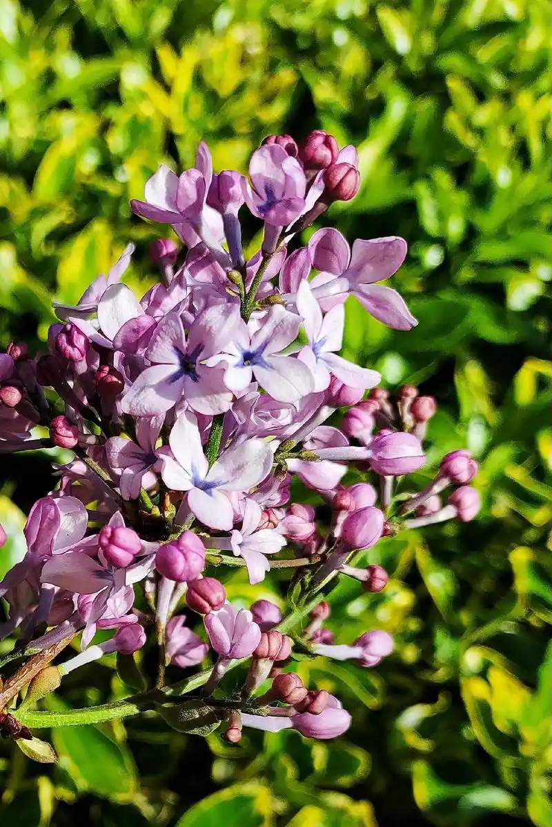 丁香花盛开(原创作品,拍摄于山东烟台高新区) - 抖音