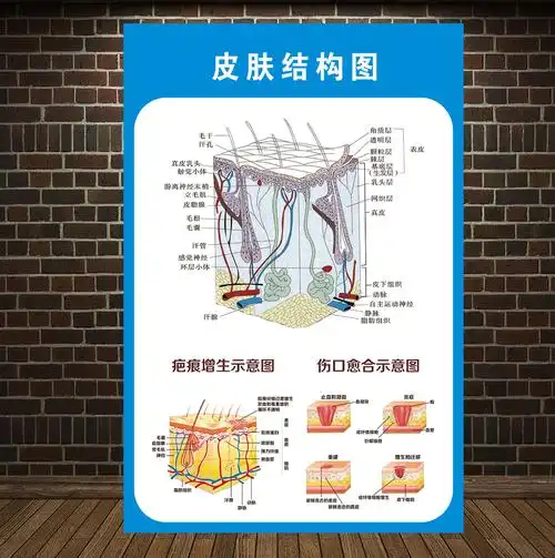 皮肤结构贴示意图纸皮肤疾病常见图谱贴纸医院皮肤科挂图宣传海报