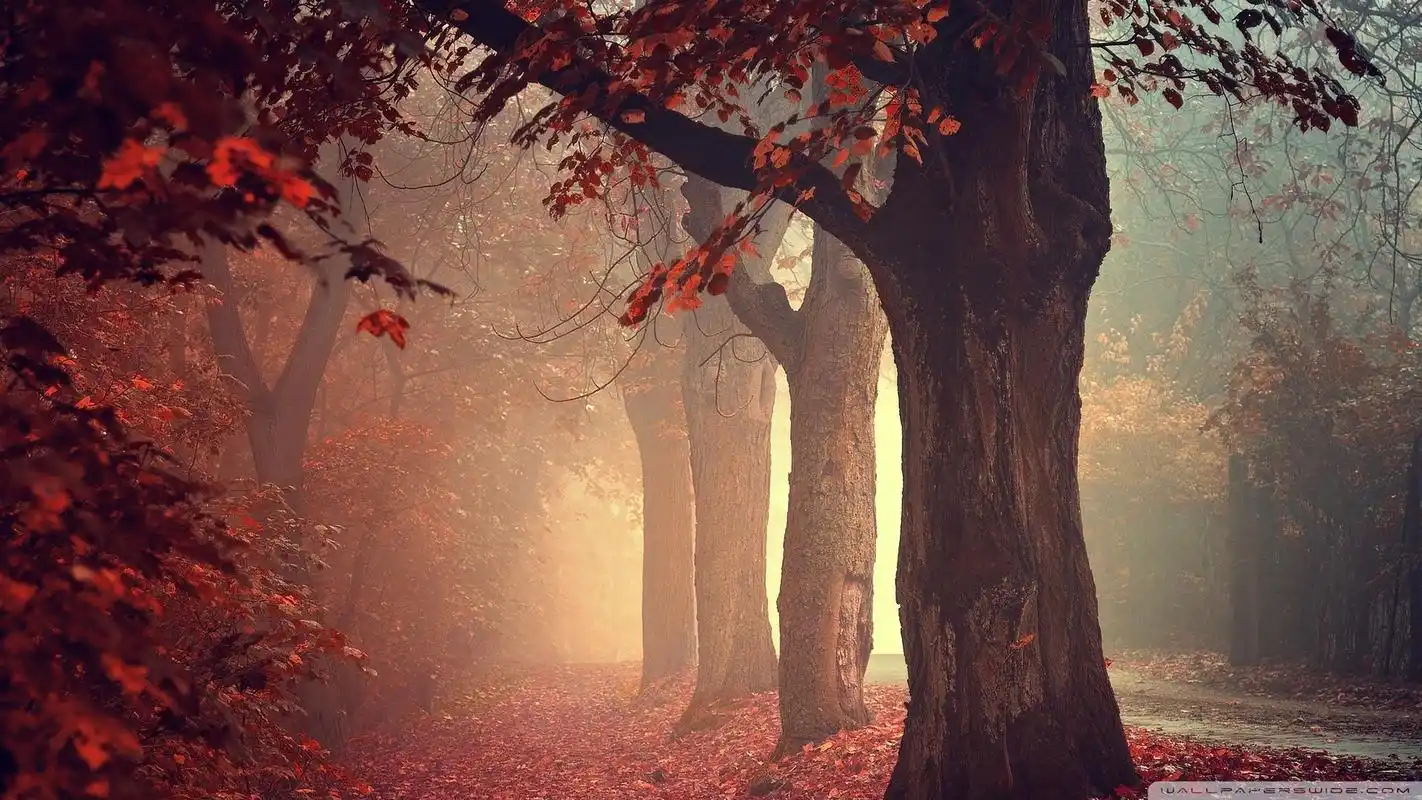 精选深秋森林景色唯美高清电脑壁纸高清大图预览1920x1080_风景壁纸