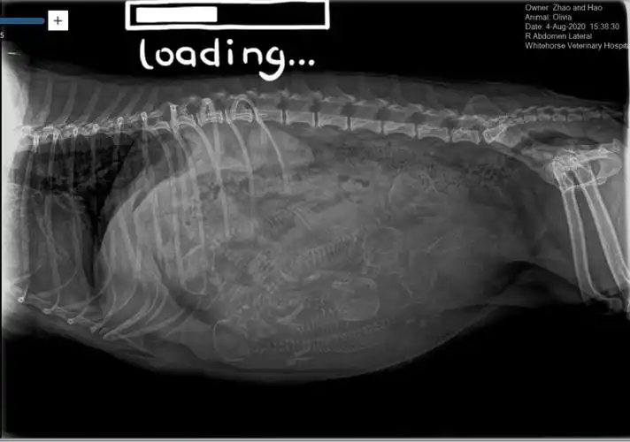 最近带ollie宝去拍了x光片之前看乳头有5个变大猜有五个宝宝为了确定