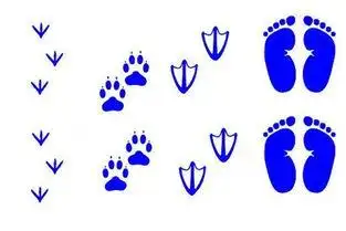 小脚印简笔画小鸭脚印简笔画