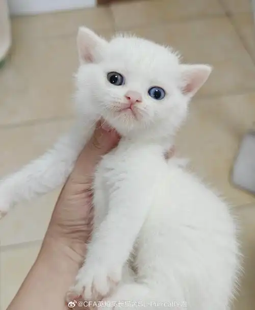 英国短毛猫超话雪豹崽崽是异瞳!